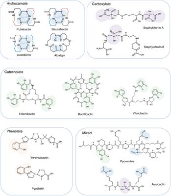 Recent Advances in the Siderophore Biology of Shewanella